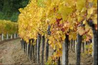 Vineyard autumn 28