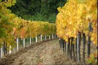 Vineyard autumn 29