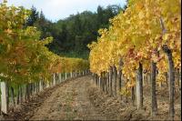 Vineyard autumn 30