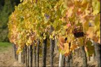 Vineyard autumn 31