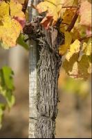 Weingarten Herbst 32