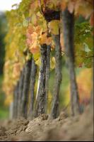 Vineyard autumn 34