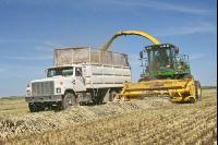 Triticale Ernte J 5