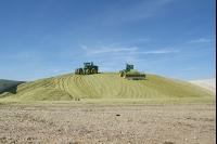 Triticale Ernte J 3