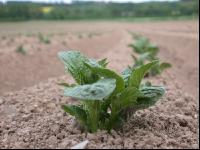 Potato emerge 5