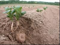 Potato emerge 4
