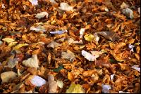 Herbstlaub 4