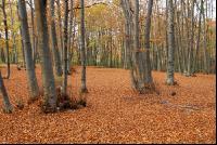 Buchenwald Herbst