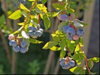 Kulturheidelbeeren 8