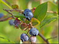 Kulturheidelbeeren 7
