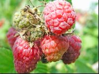 Himbeeren 6