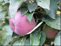 Macintosh Apfel #1