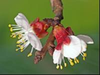 Marille Blüte 23