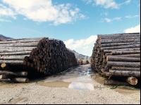 Holz Nasslager 6