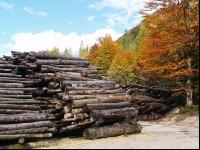 Holz Nasslager 7