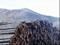 Holz Nasslager 4