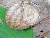 Weinbergschnecke 6