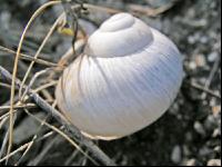 Weinbergschnecke 4