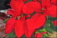 Weihnachtsstern 6