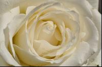 Rose 12