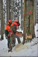 Buche Fallkerb 1