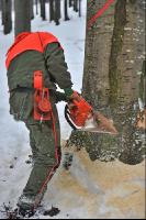 Buche Fallkerb 12
