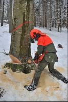Buche Fallkerb 14