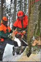 Buche Fallkerb 5