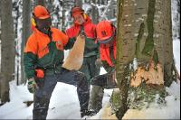 Buche Fallkerb 6
