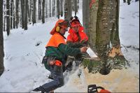 Buche Fallkerb 8