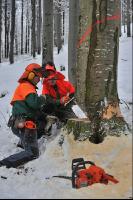 Buche Fallkerb 9