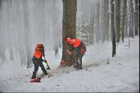 Buchen fällen 18
