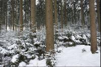 Fichtenwald 28