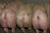 Schweine fressen 30