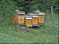 Bienenstand 3