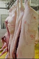 Schwein zerteilen 14