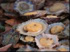 Napfmuscheln