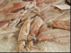 Tintenfische