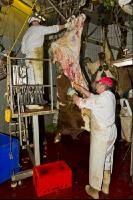 Rind schlachten 12