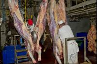 Rind schlachten 14