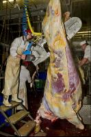 Rind schlachten 15