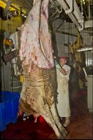 Rind schlachten 23