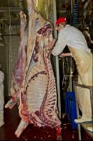 Rind schlachten 26