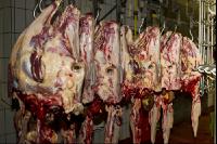 Rind schlachten 6