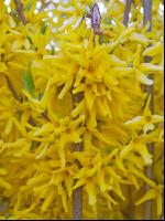 Forsythie 6