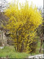 Forsythie 5