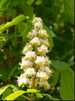 Kastanie Blüte 3