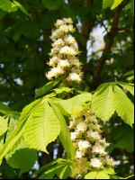 Kastanie Blüte 2