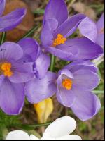 Krokus 5
