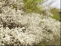Schlehe Blüte 2
